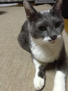 【今後のご予約状況】