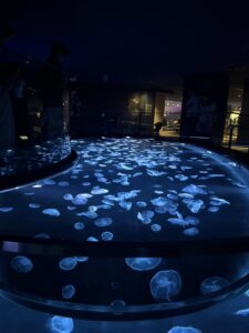 水族館いきました!