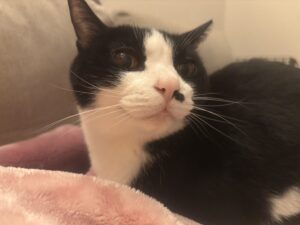 猫と暮らしてます♪